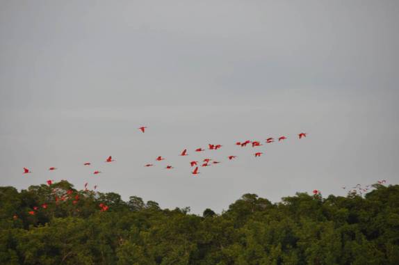 Guarás chegam às centenas, no fim da tarde, ao dormitório no pântano/mangue de Caroni, próximo à Port of Spain, em Trinidad e Tobago